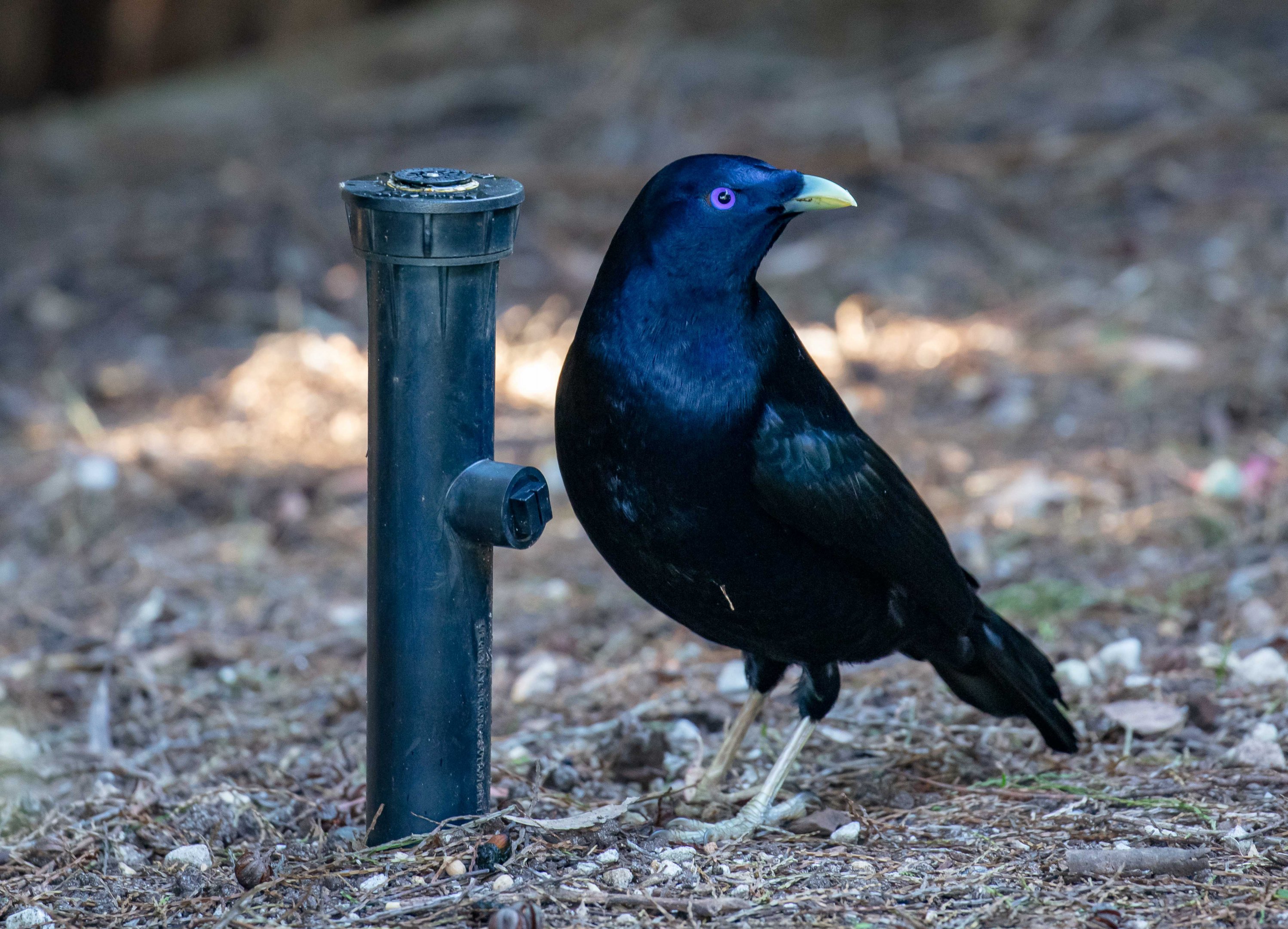 Satin Bowerbird