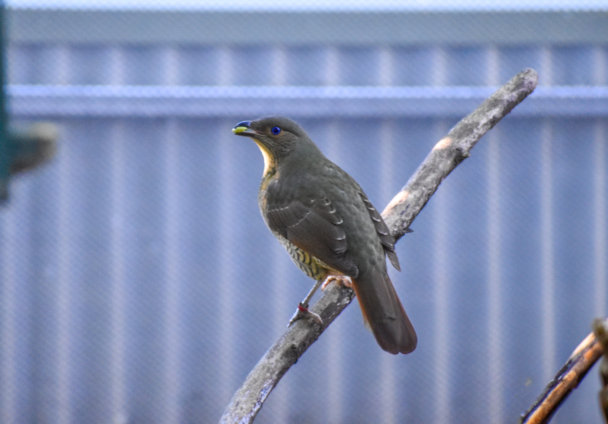 Satin Bowerbird