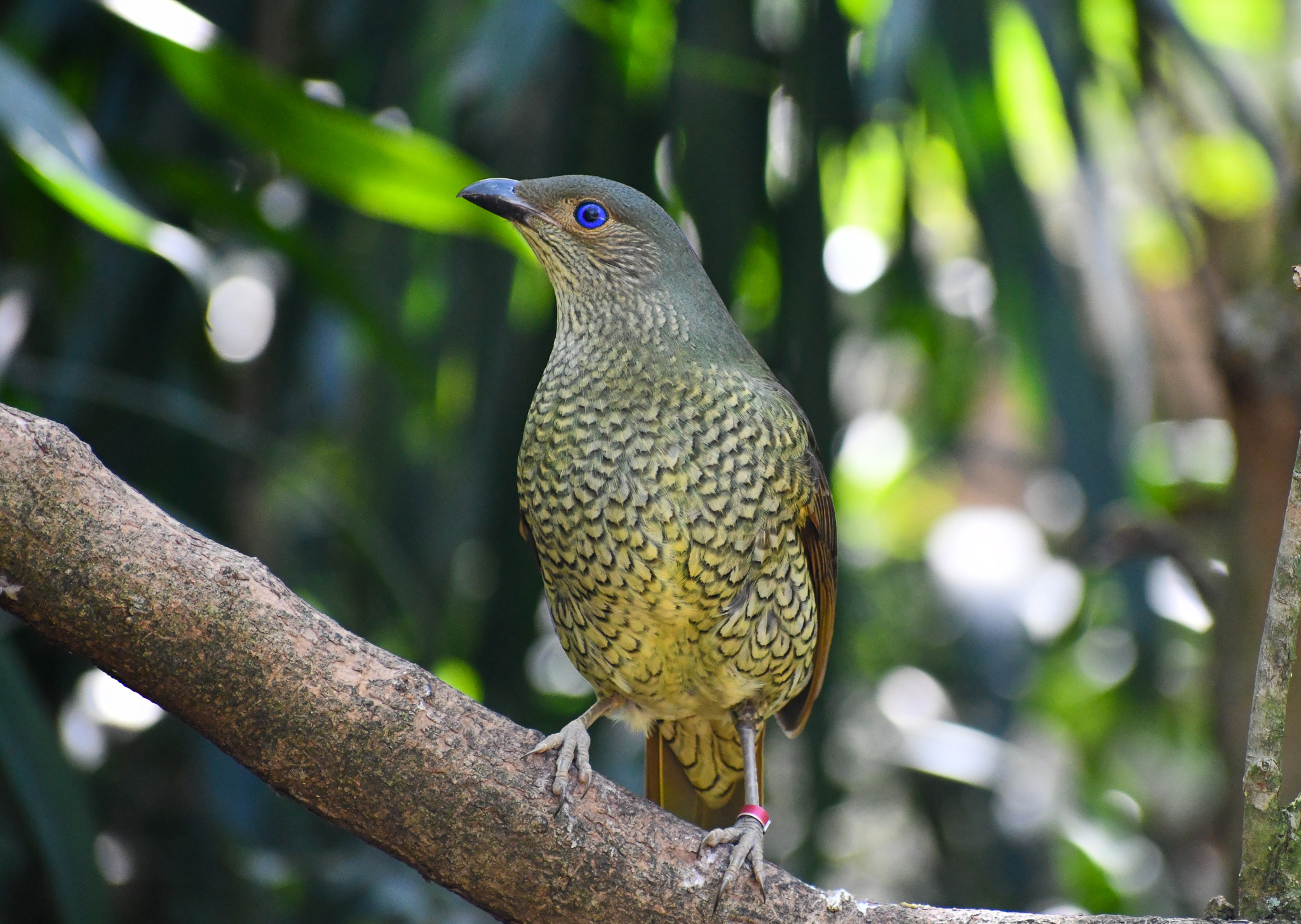 Satin Bowerbird