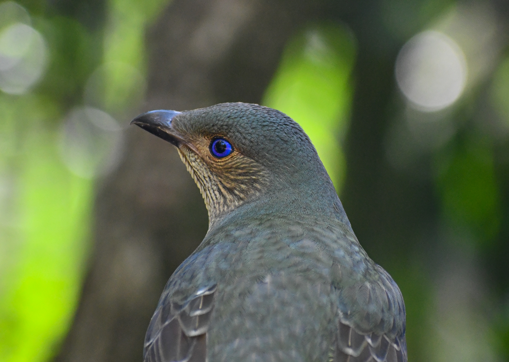 Satin Bowerbird