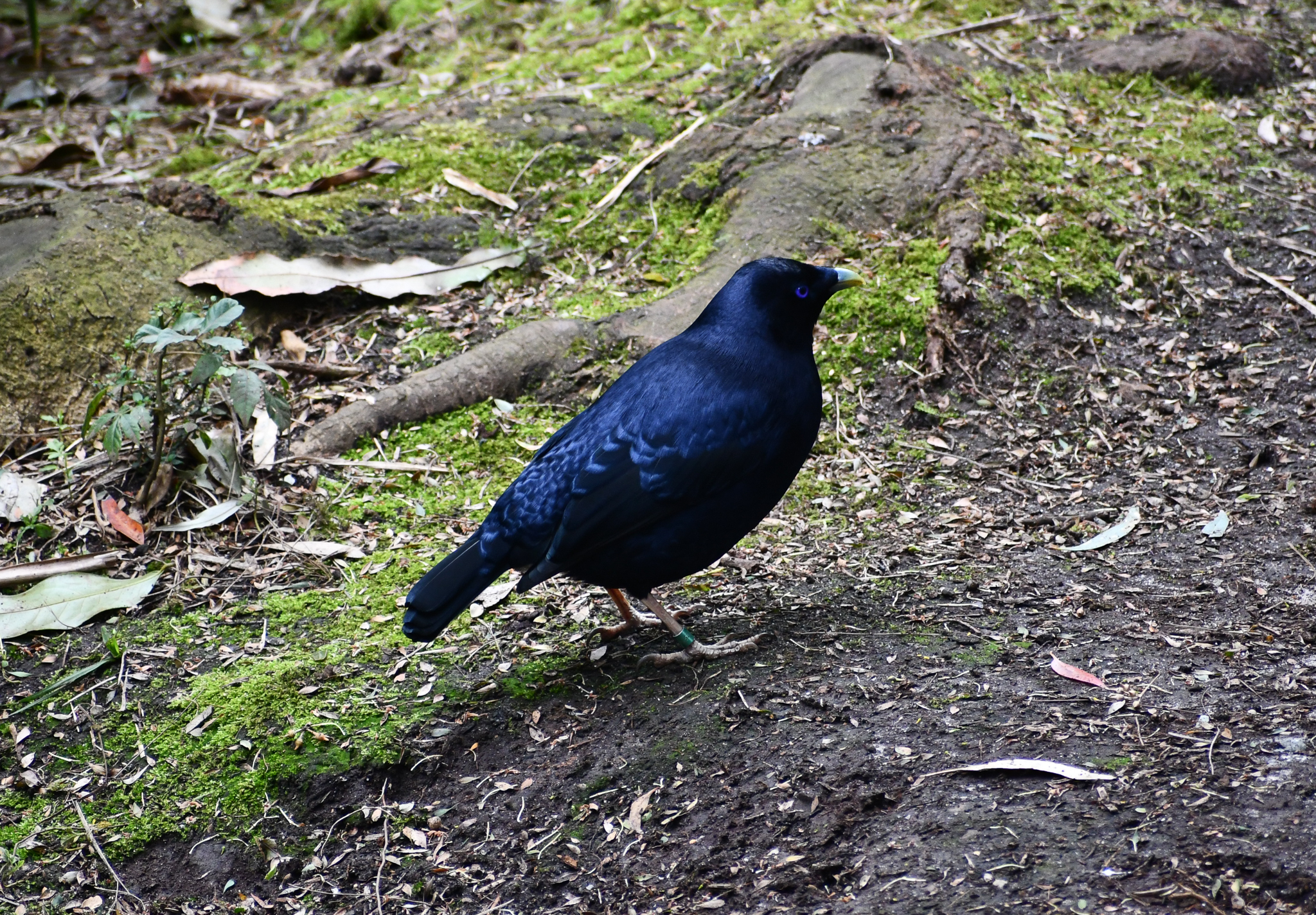 Satin Bowerbird