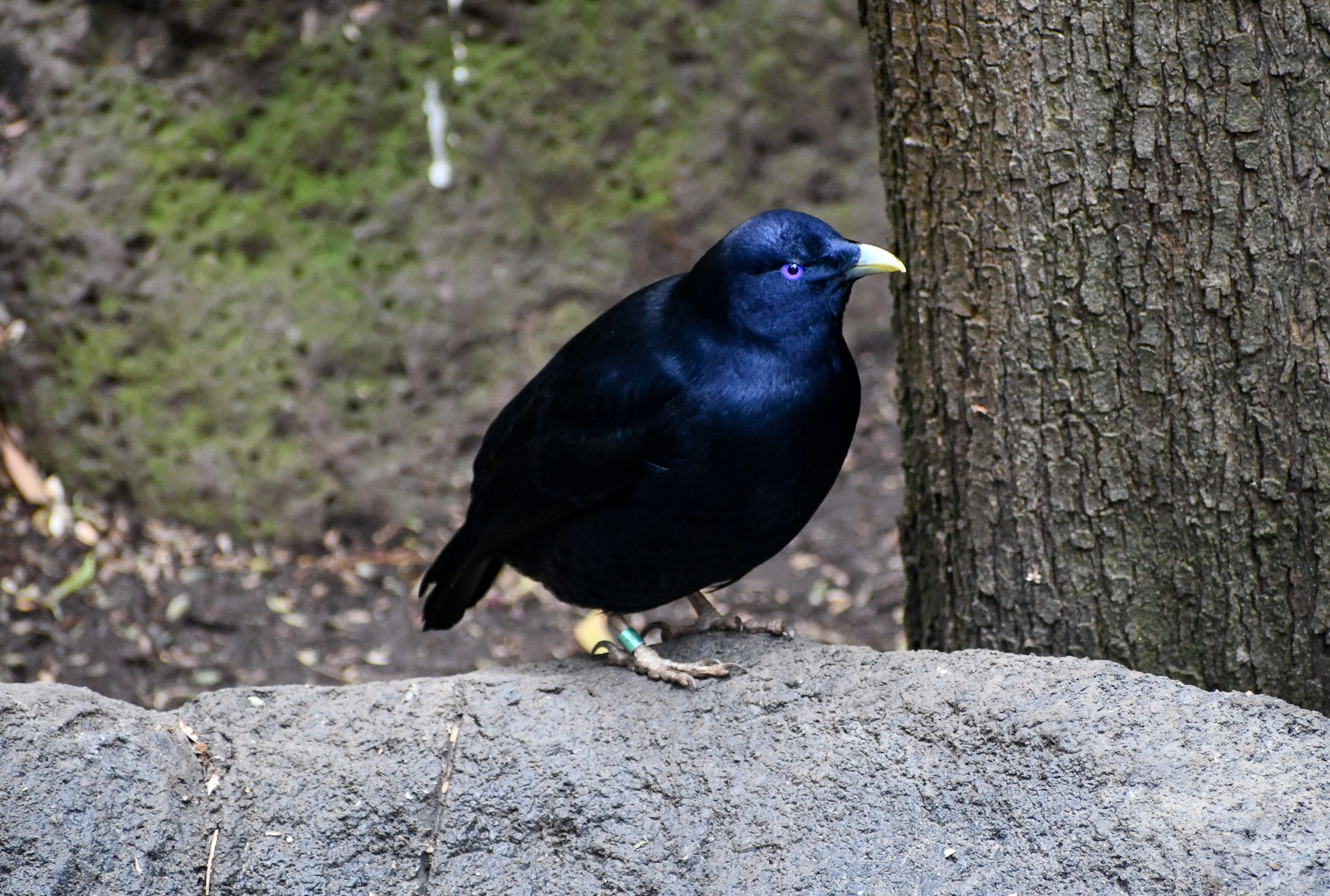 Satin Bowerbird
