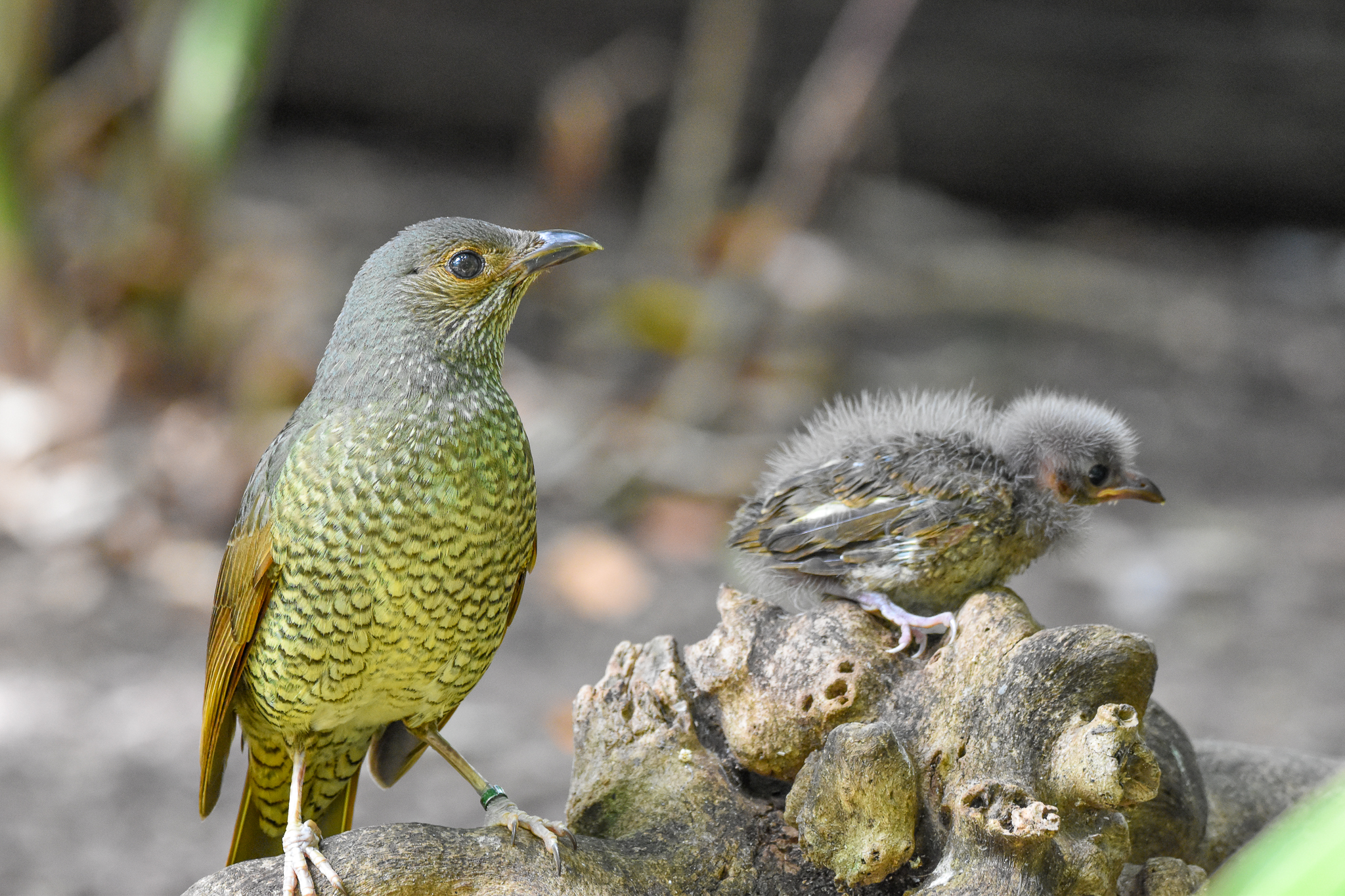 Satin Bowerbirds - adult and chick