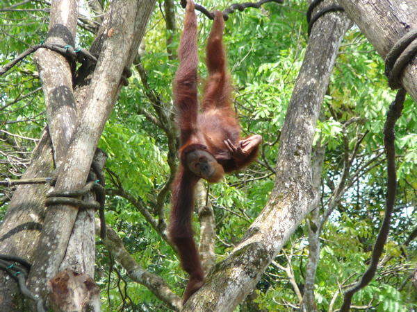 Satria, Singapore Zoo