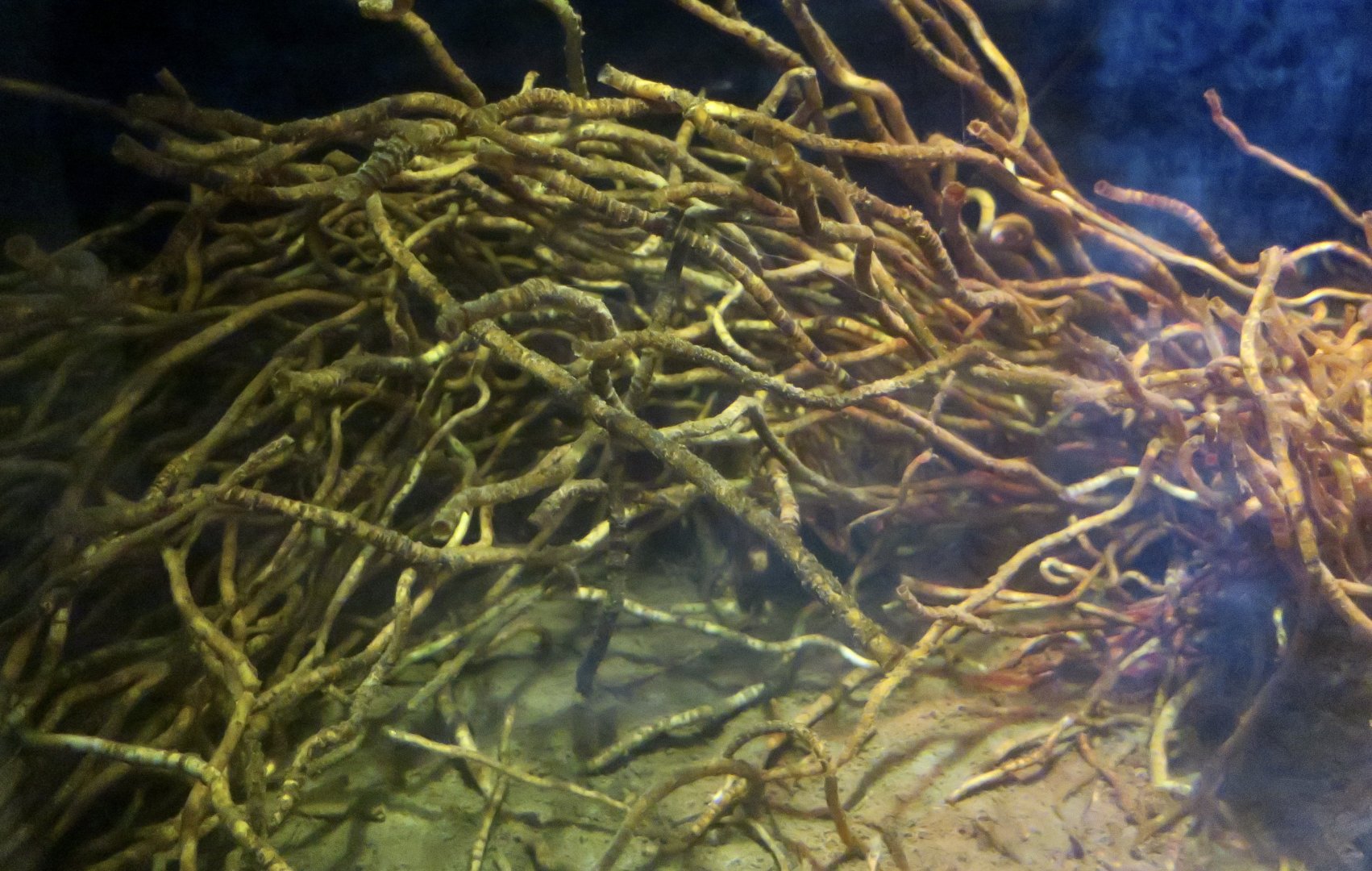 Satsuma Tube Worm (Lamellibrachia satsuma)