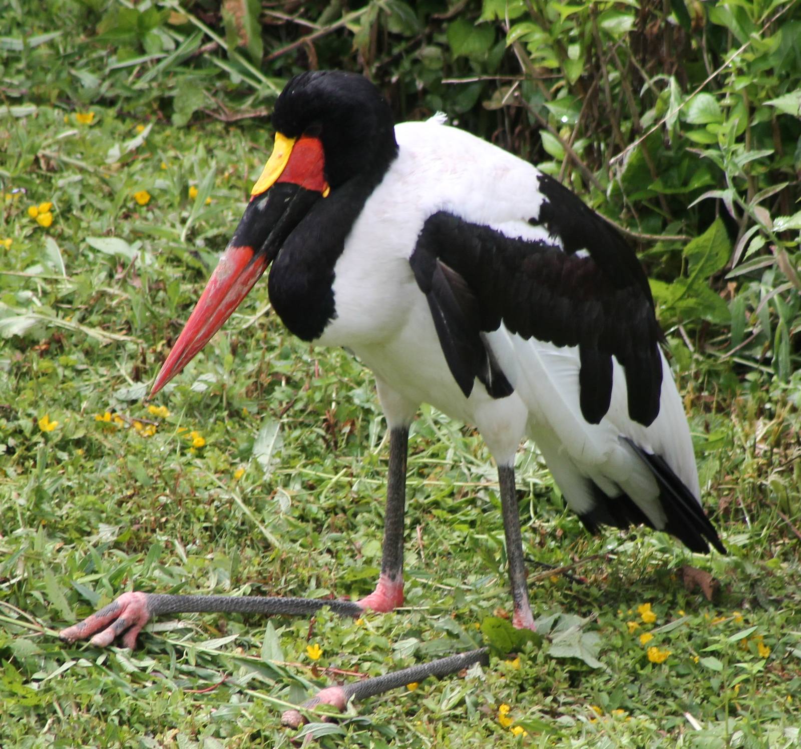 Sattle-billed stork