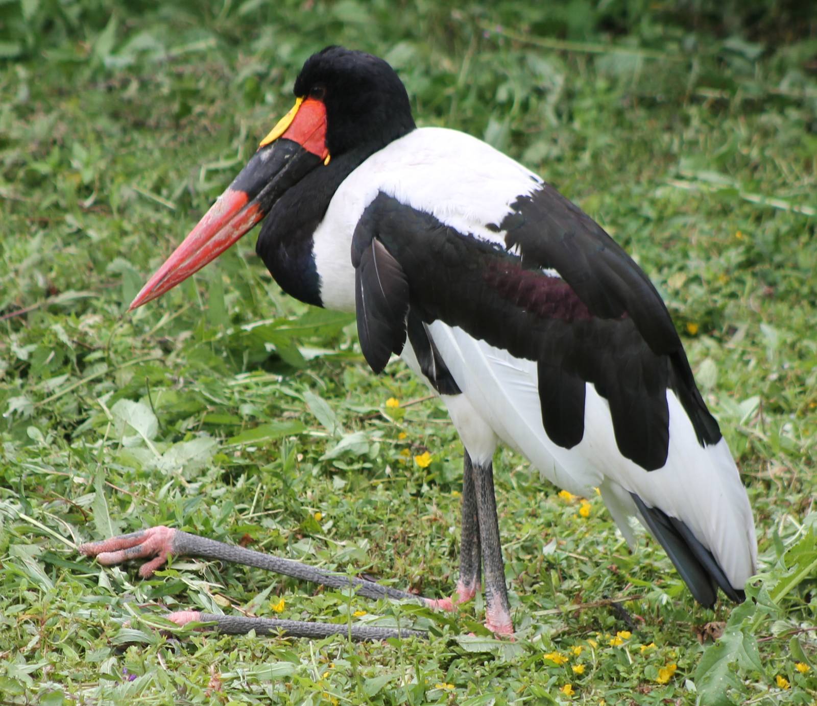 Sattle-billed stork