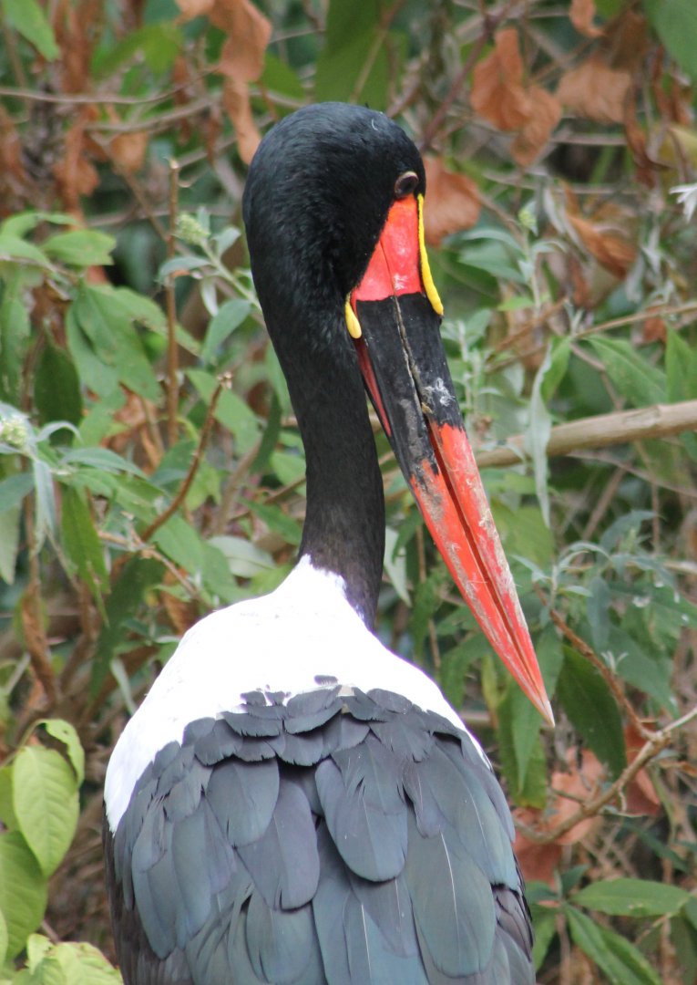 Sattle-billed stork