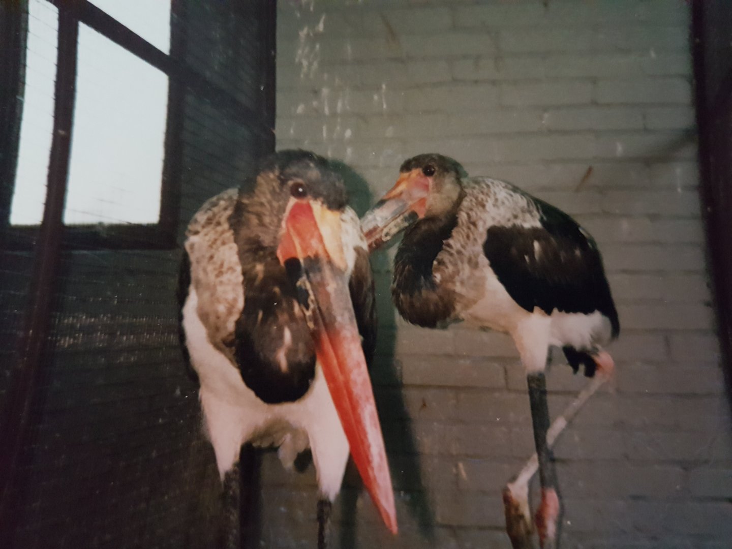 Sattle-billed storks