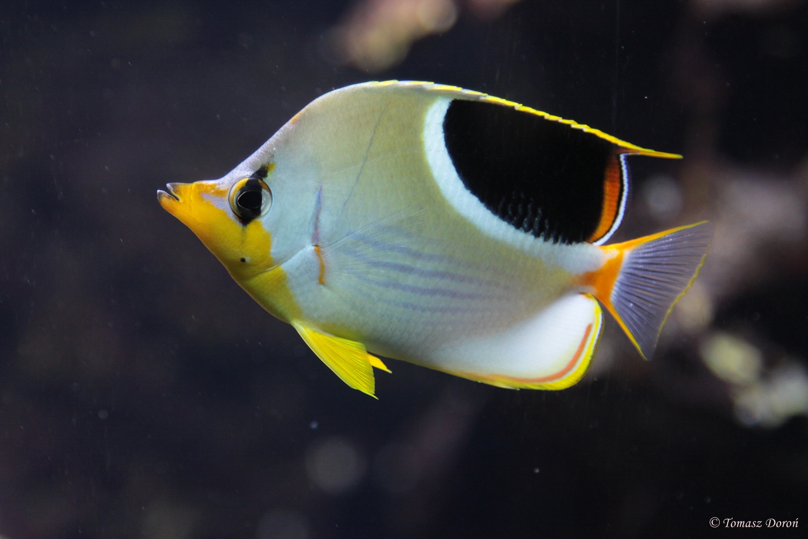 Sattleback Butterflyfish (Chaetodon ephippium)