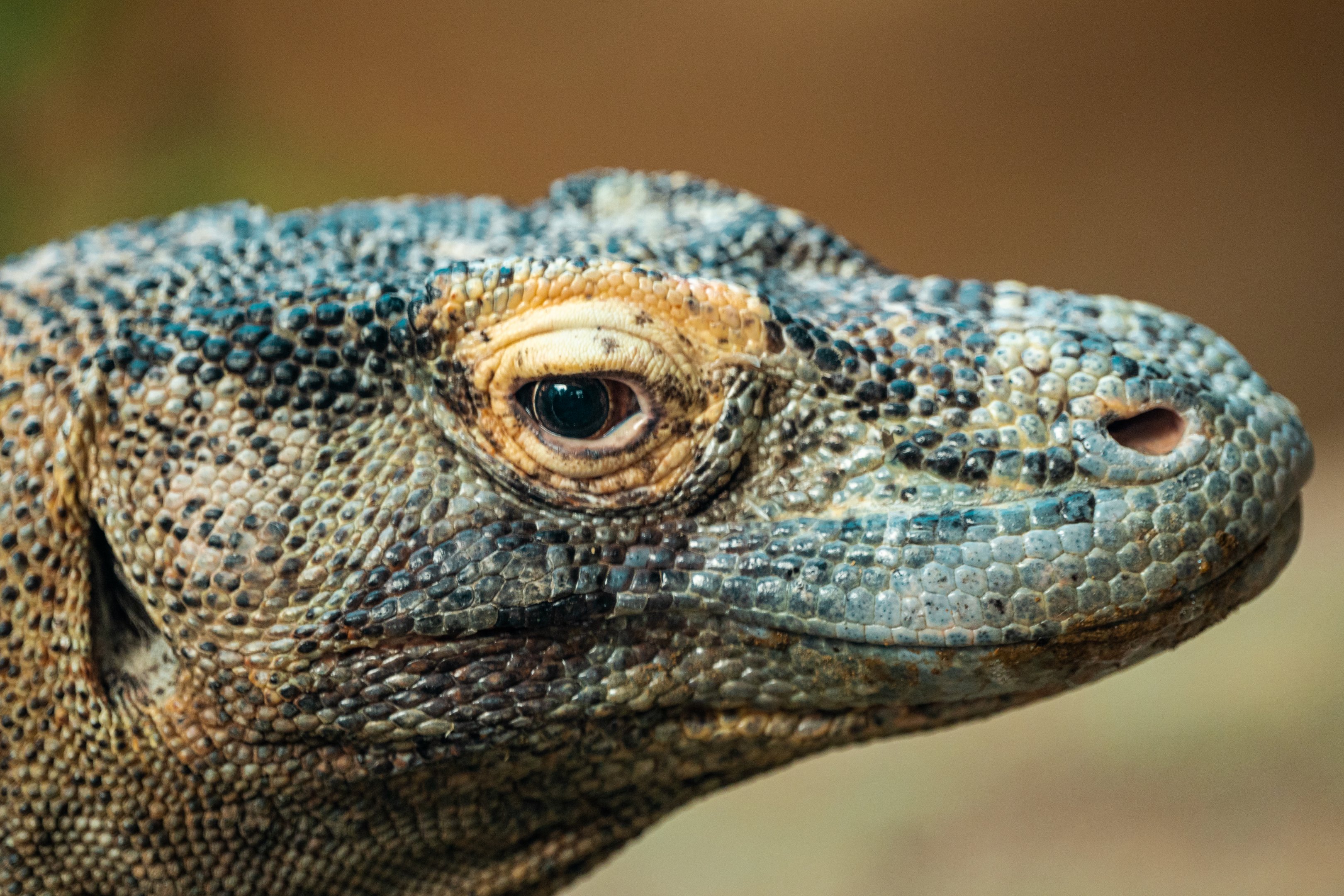 Satu the Komodo Dragon