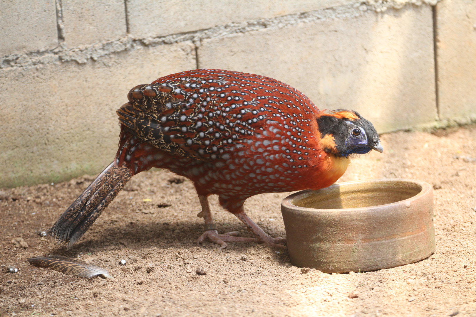 Satyr or Temmincks Tragopan?