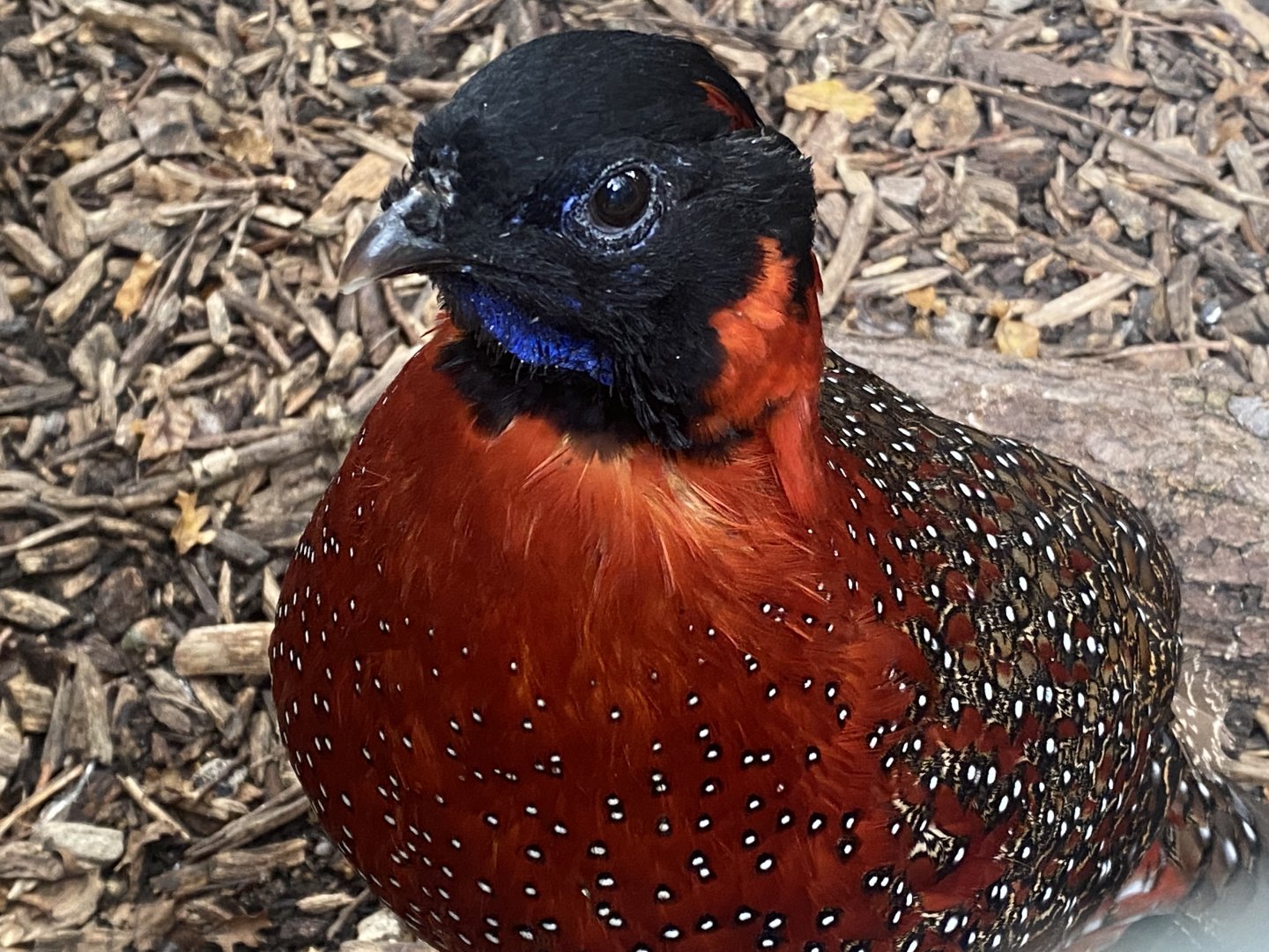 Satyr tragopan 061121