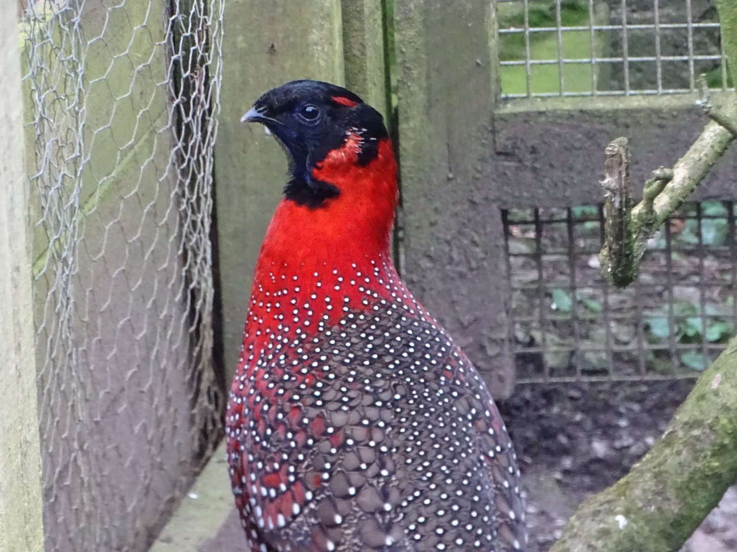 Satyr Tragopan, 10th March 2025