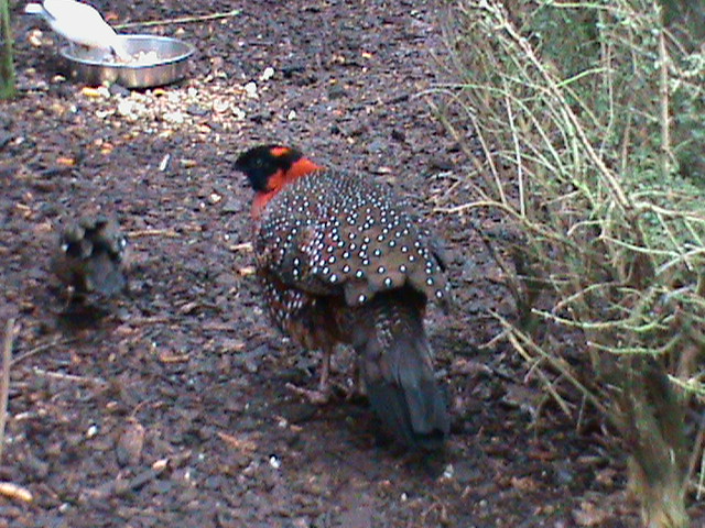 Satyr tragopan 121210