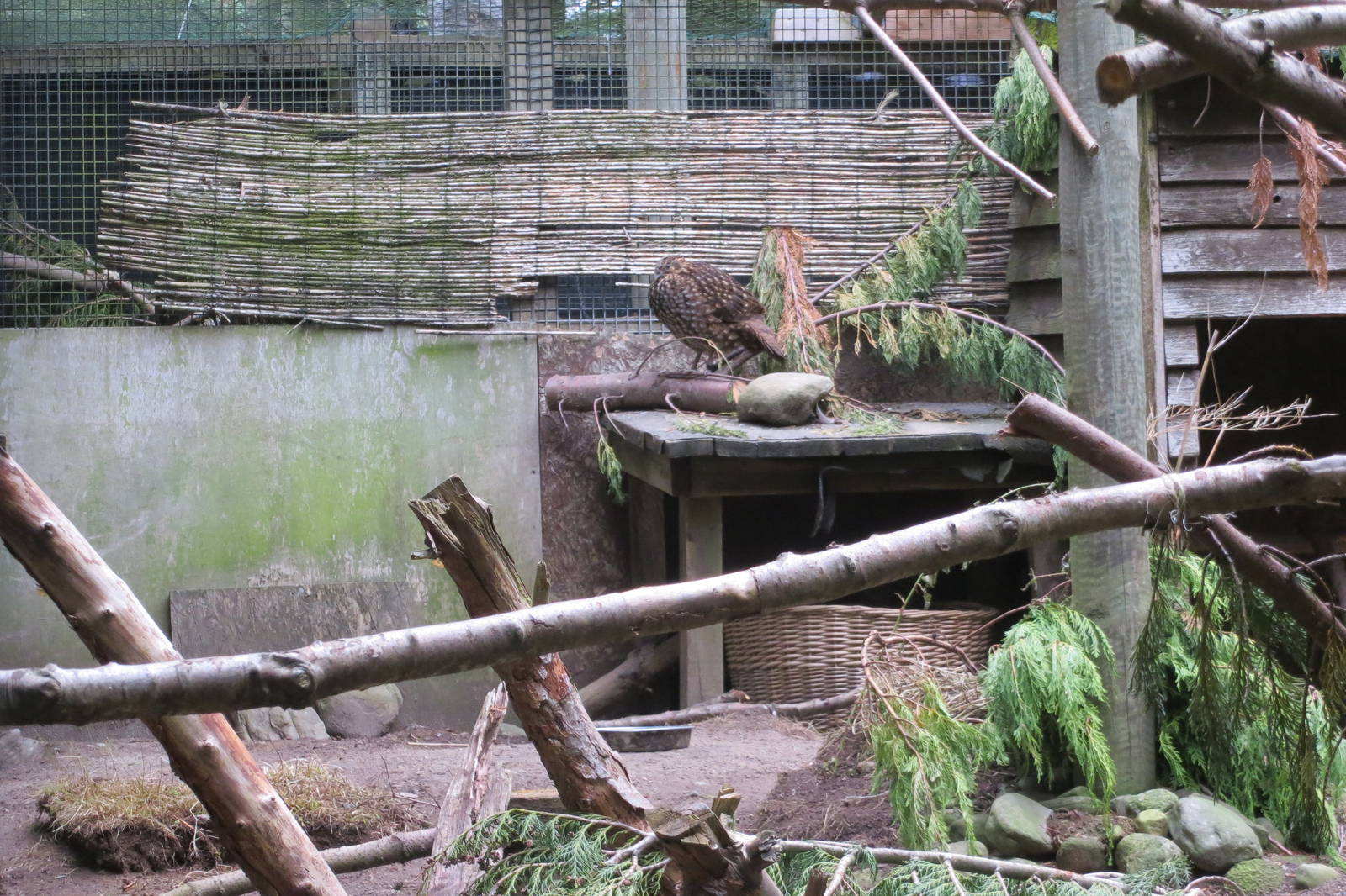 Satyr Tragopan 250815