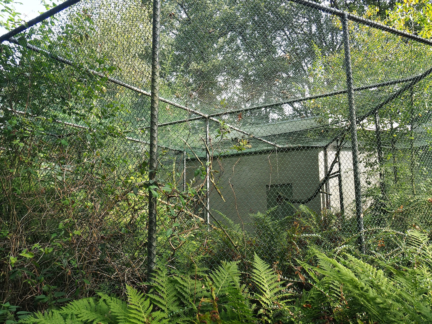 Satyr tragopan and Sumatran laughingthrush aviary, 2023-10-07