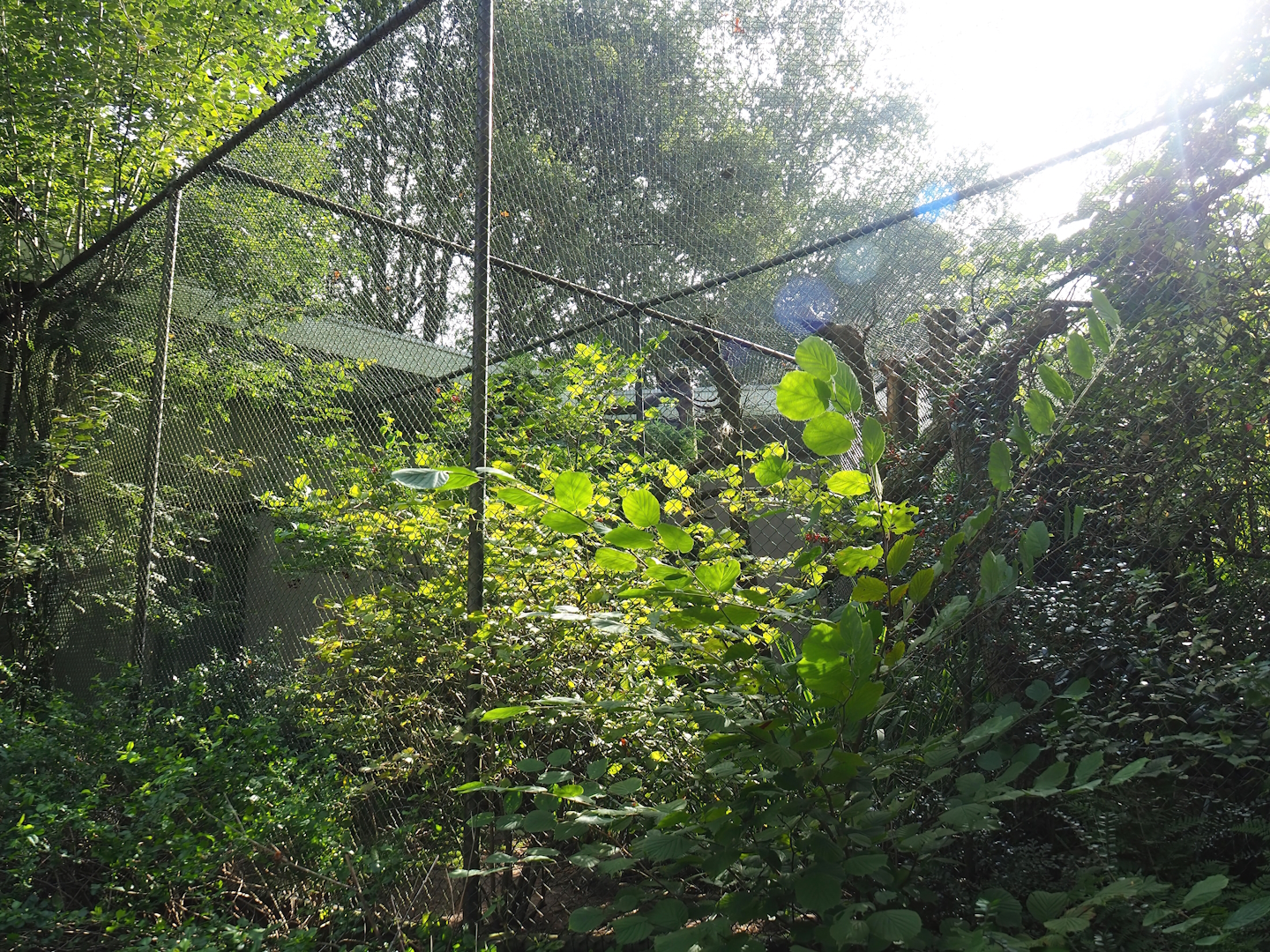 Satyr tragopan and Sumatran laughingthrush aviary, 2023-10-07