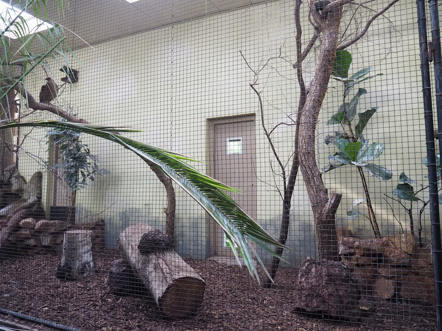 Satyr tragopan and Sumatran laughingthrush indoor aviary, 2023-10-07