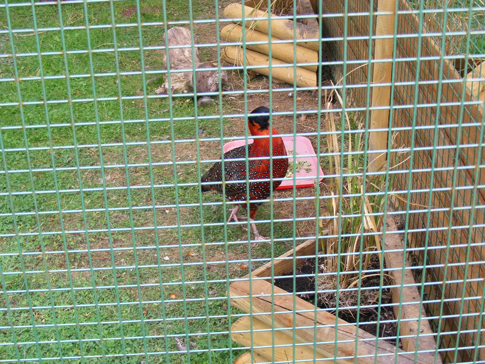 Satyr tragopan at Paradise Wildlife Park, 5 September 2010