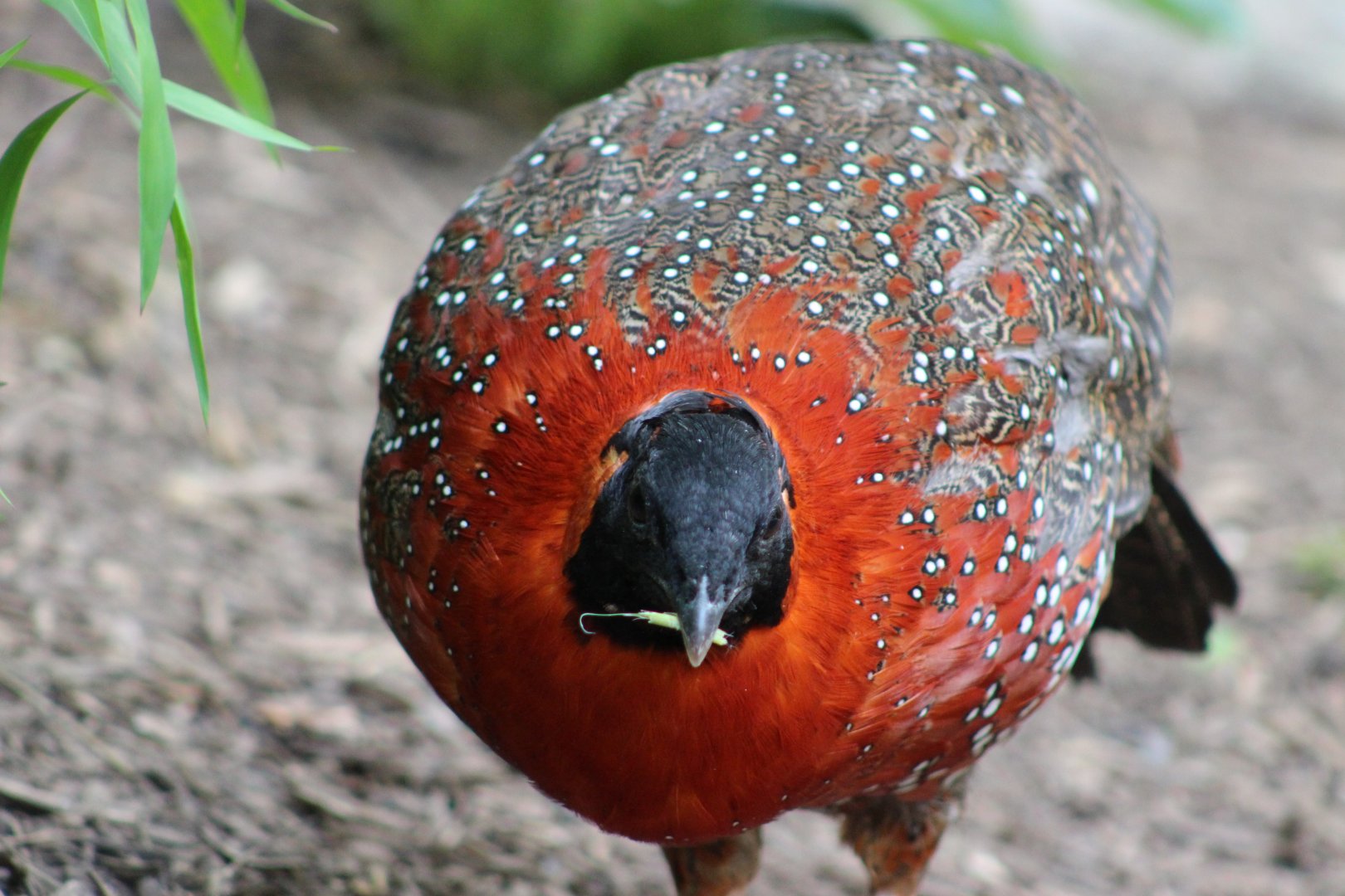 Satyr Tragopan at the Philadelphia Zoo