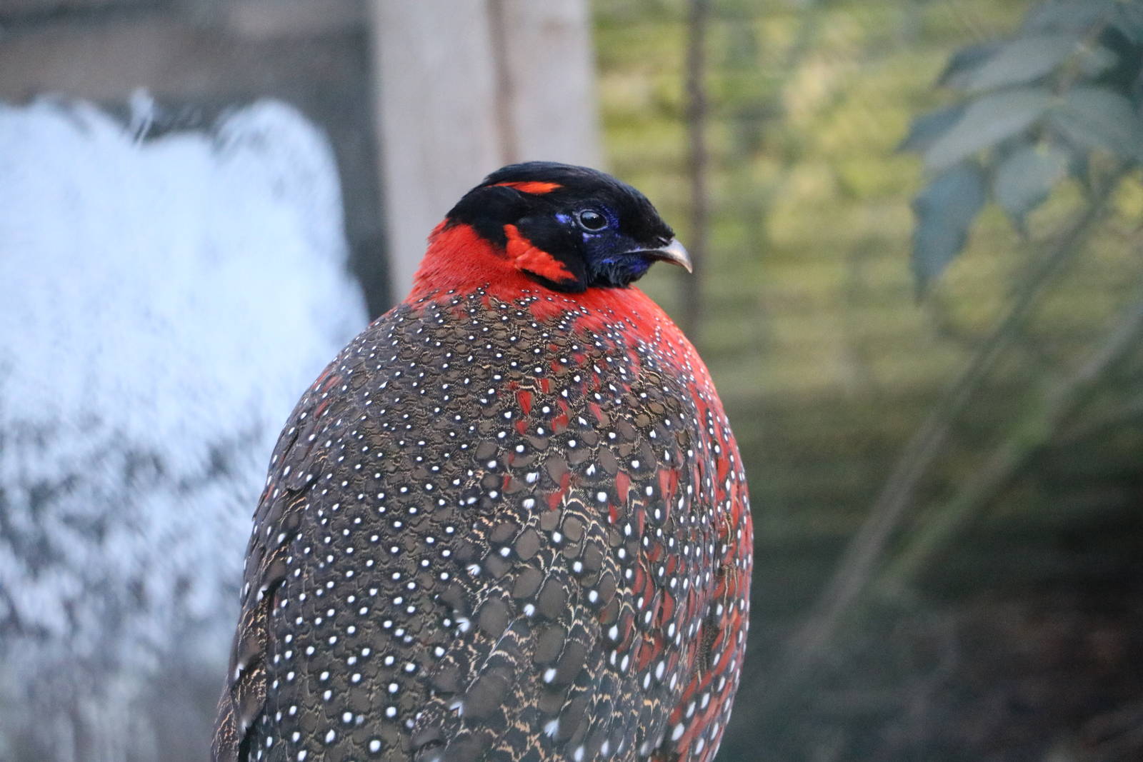 Satyr tragopan, February 2016
