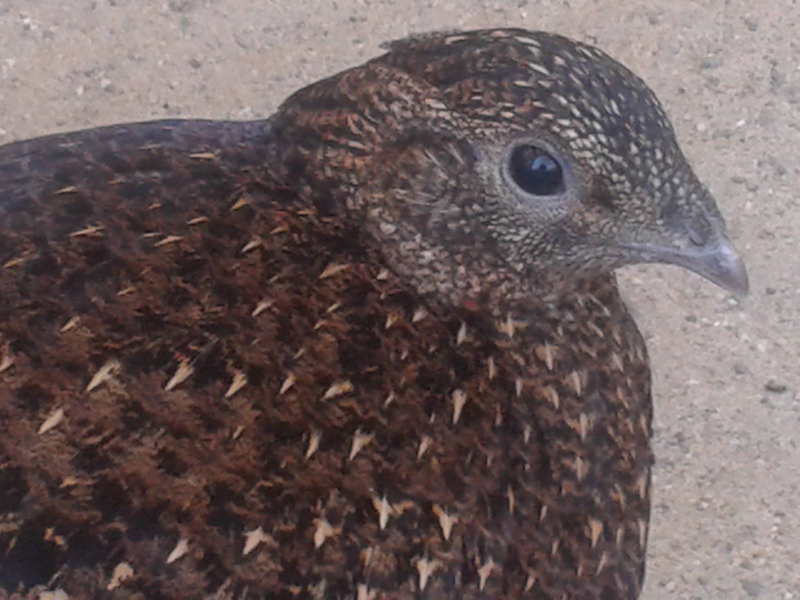 satyr tragopan female