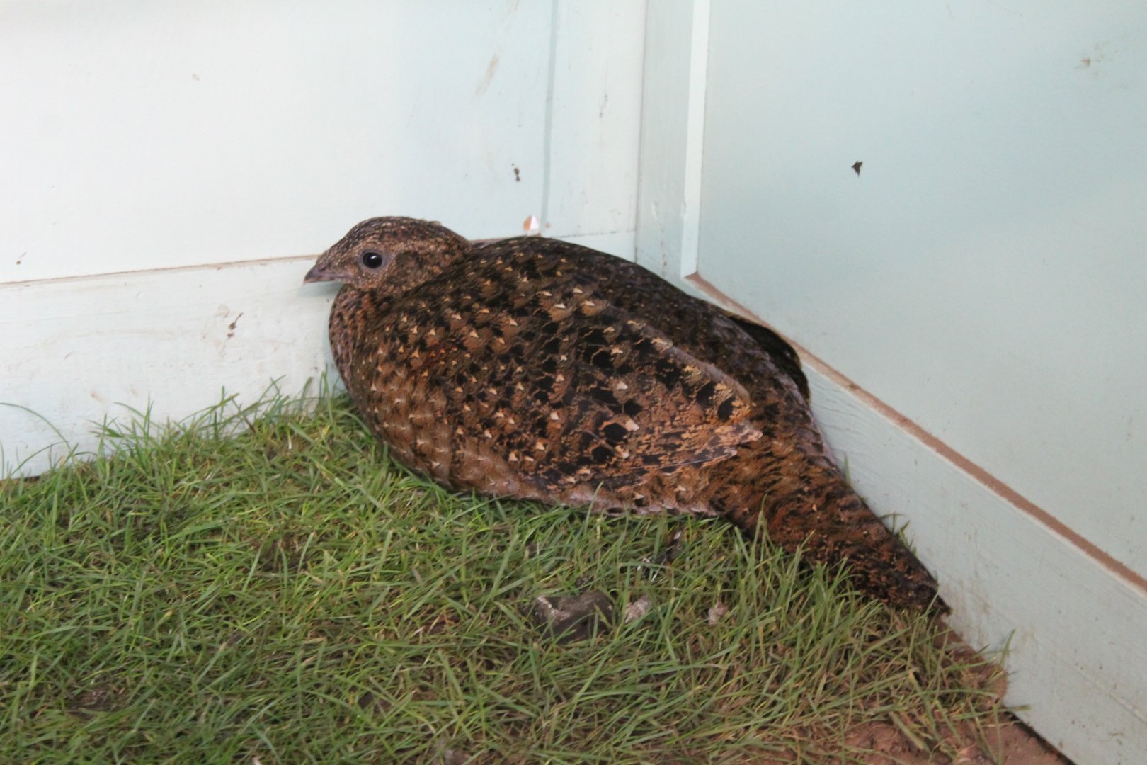 Satyr tragopan Female