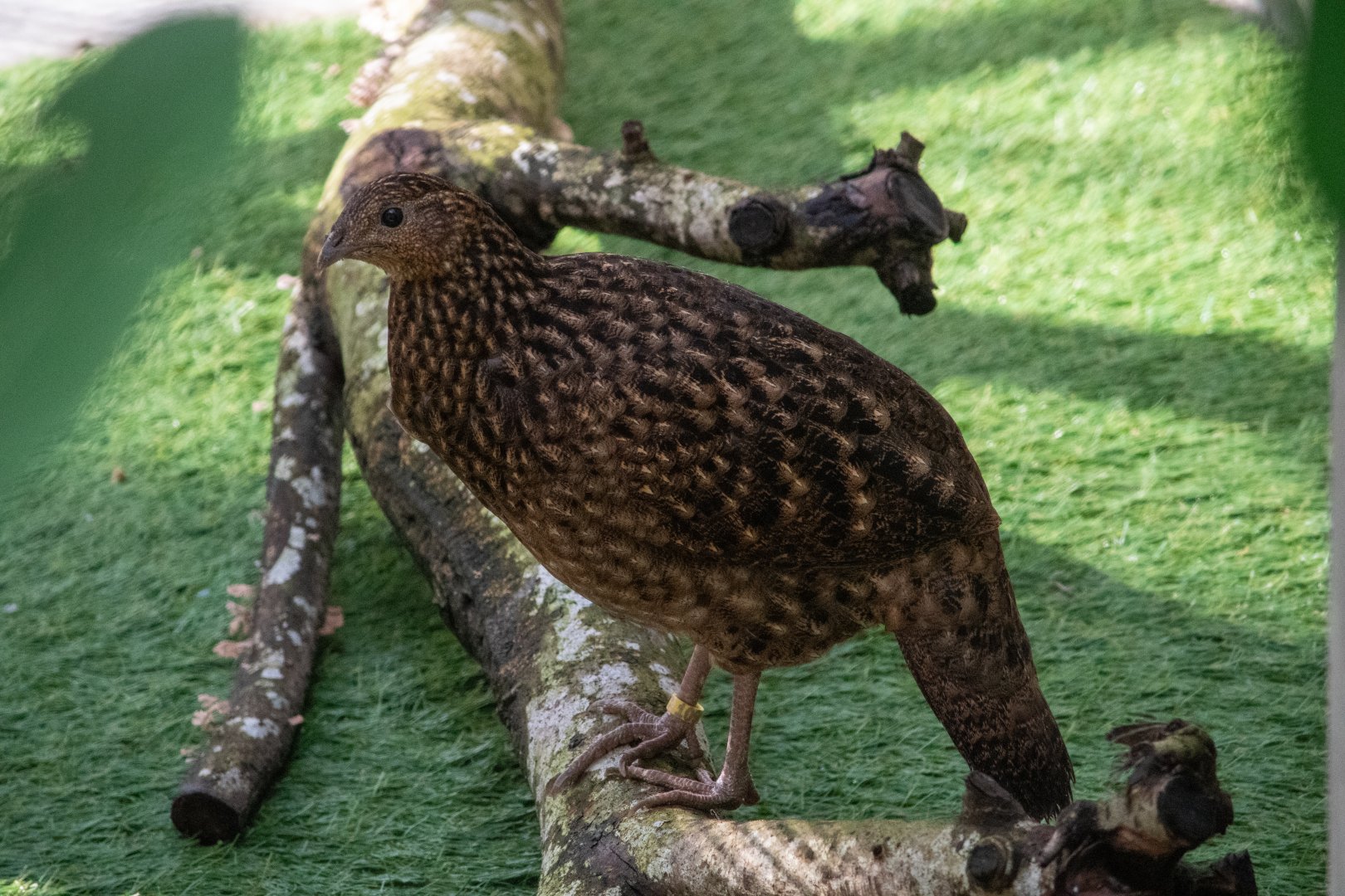 Satyr Tragopan (Female)