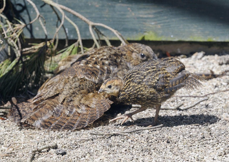 Satyr tragopan hen and poult