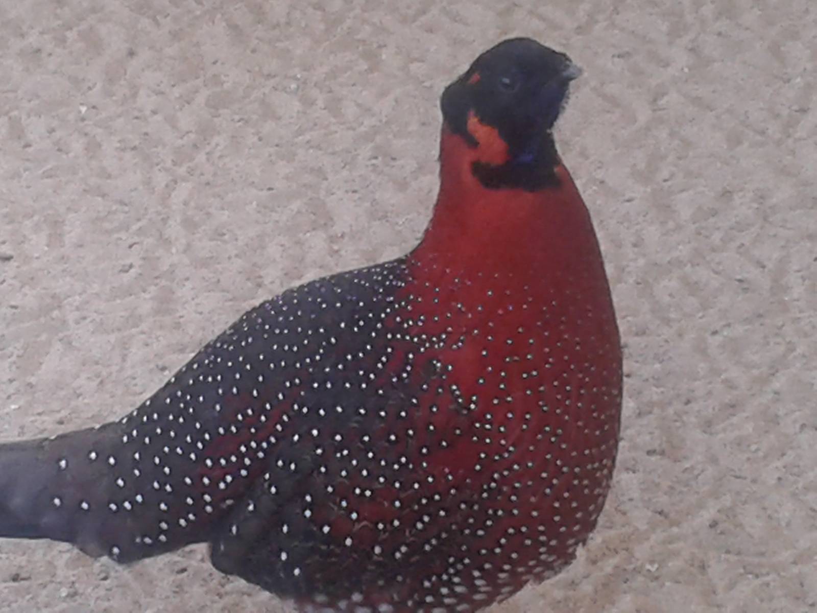 satyr tragopan male