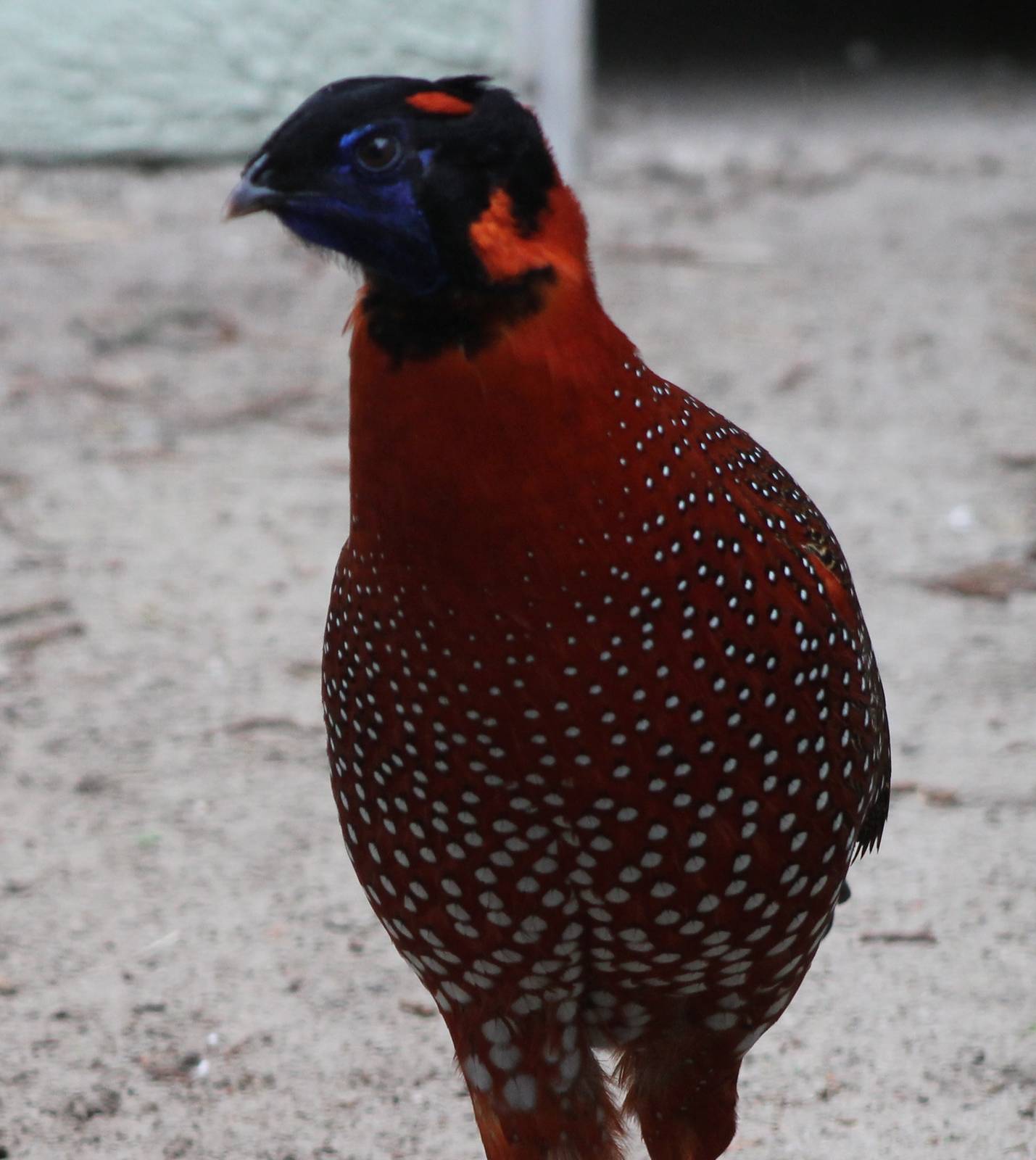 Satyr tragopan male
