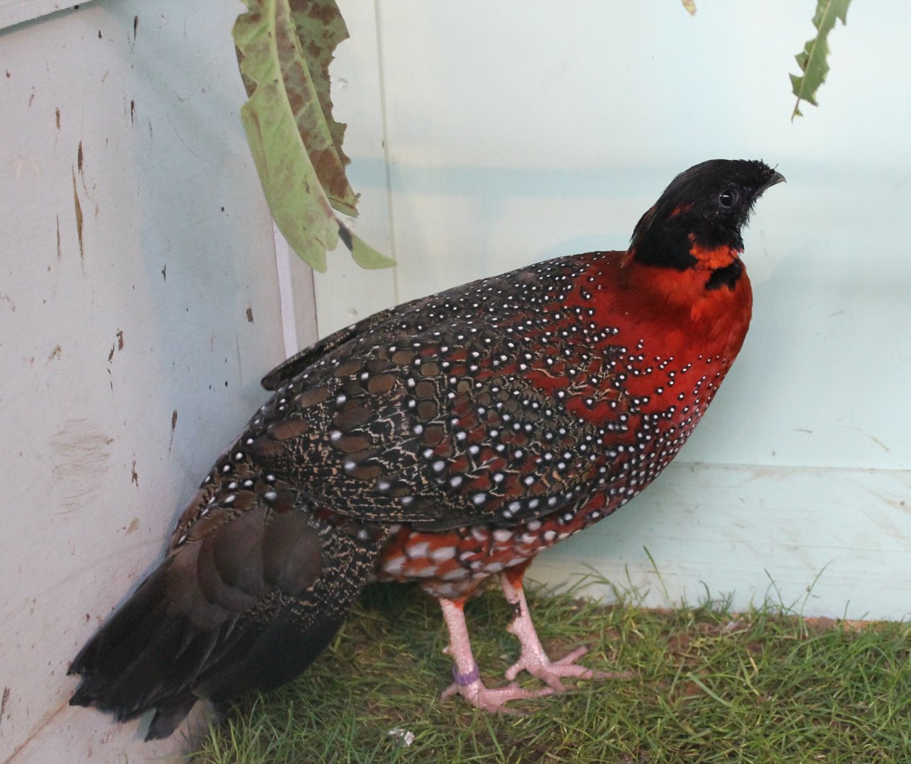 Satyr tragopan Male