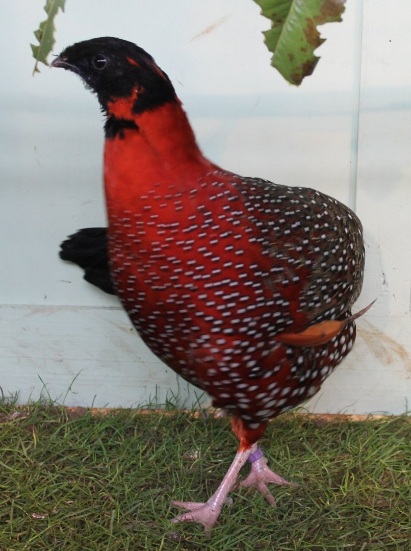 Satyr tragopan Male