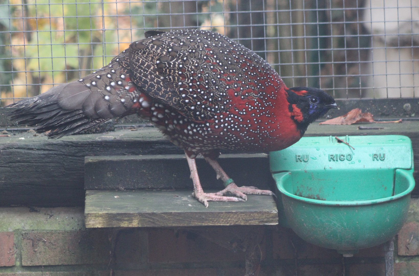 Satyr tragopan - male