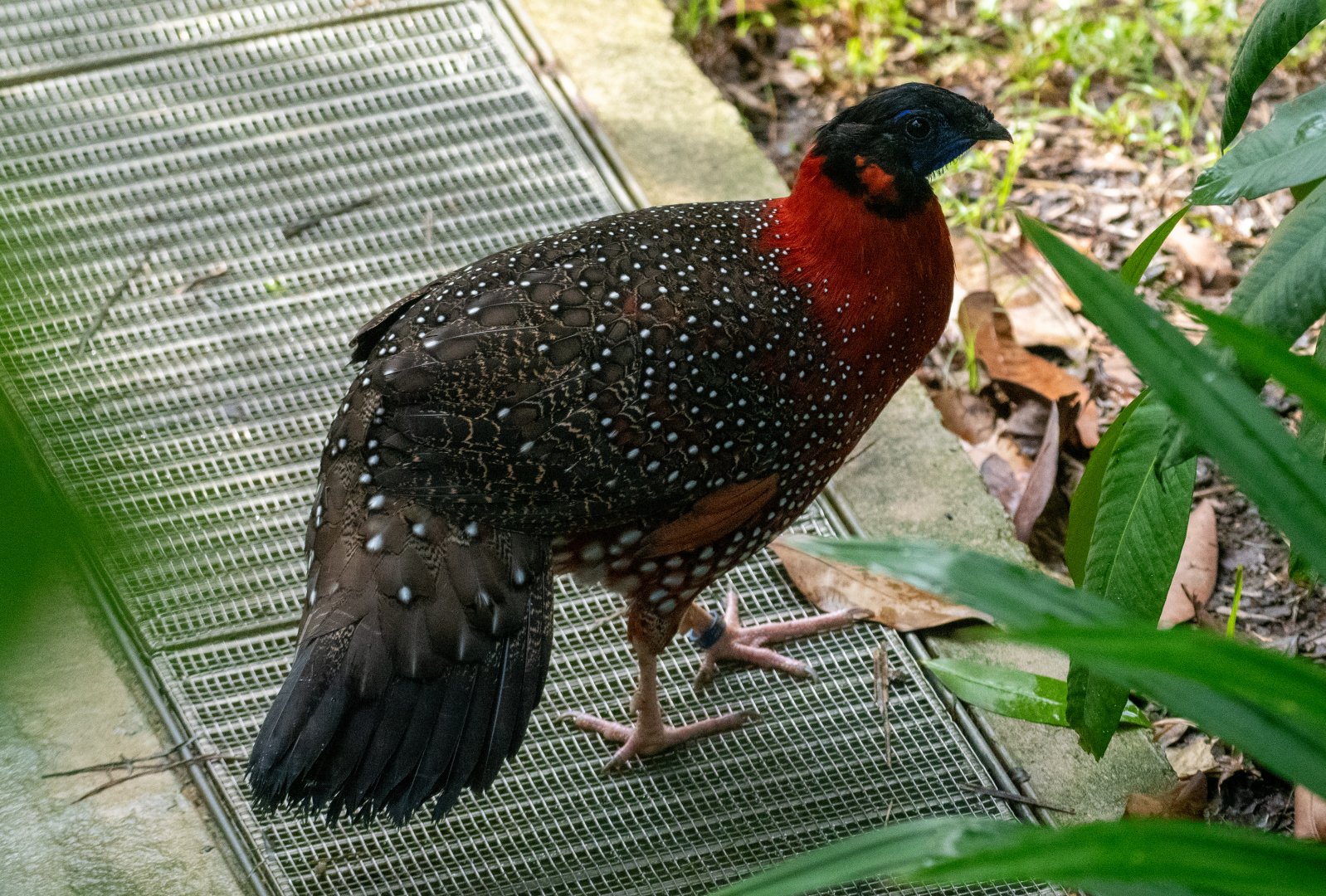 Satyr Tragopan (Male)