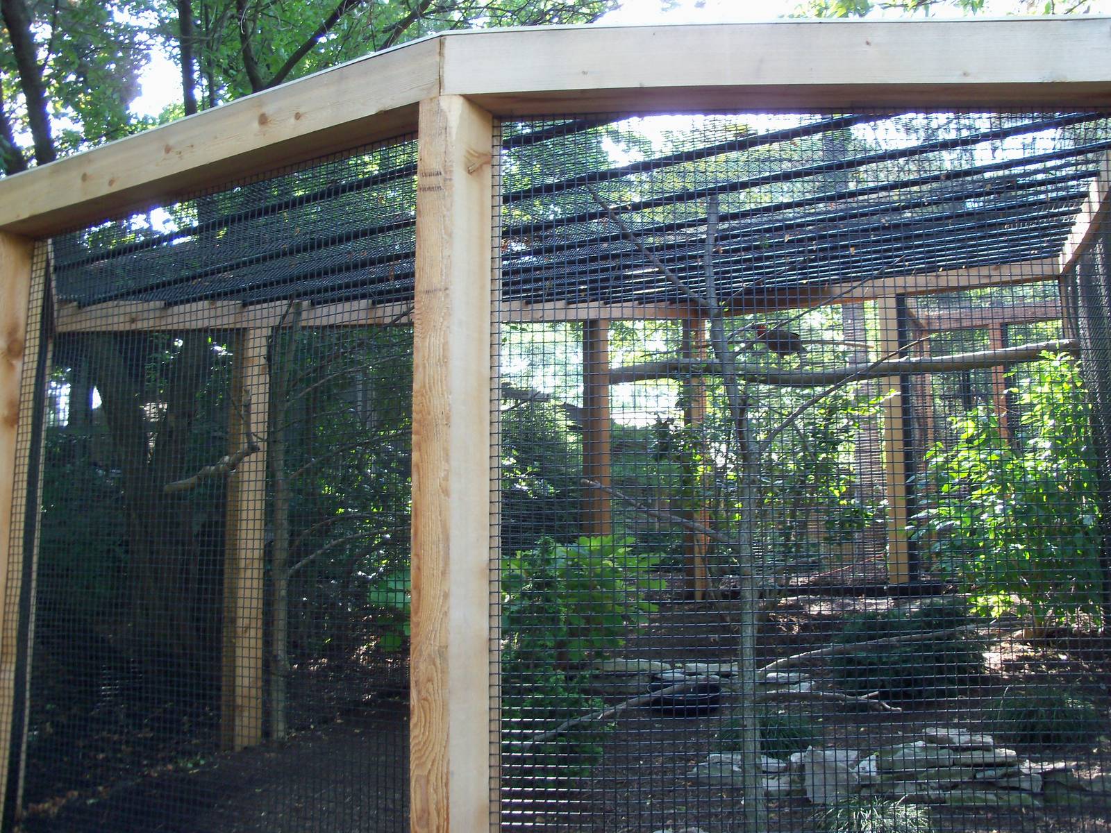 Satyr Tragopan Pheasant Exhibit