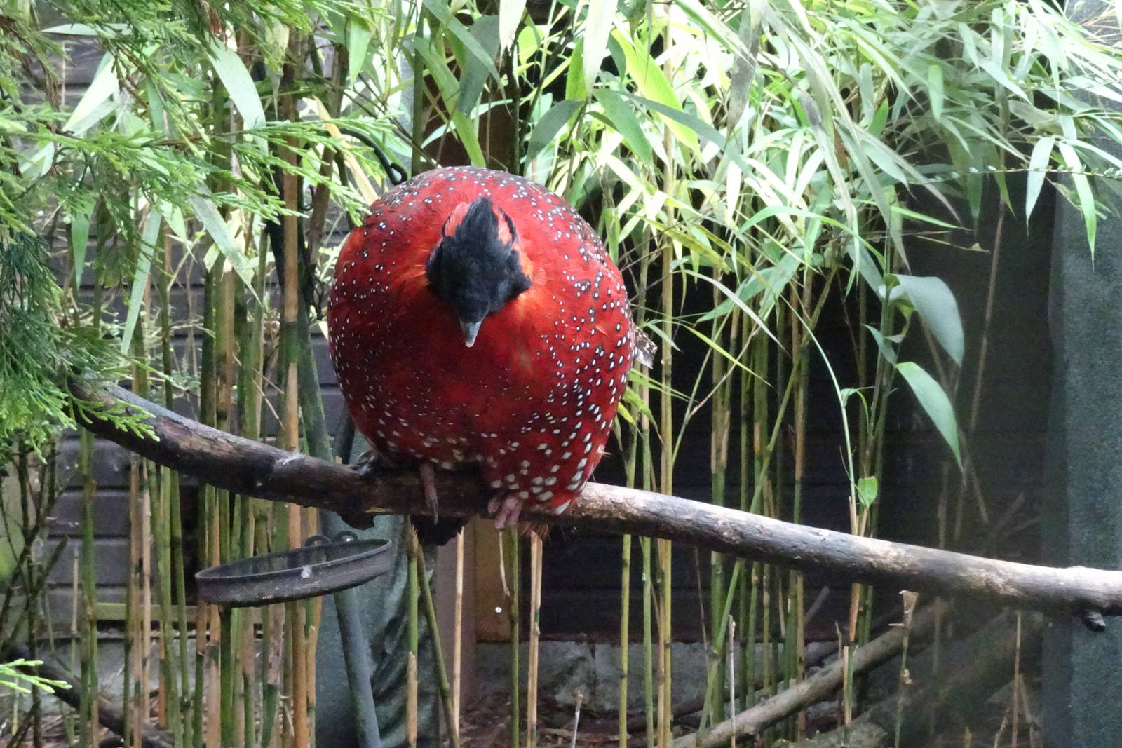 Satyr Tragopan, September 2016