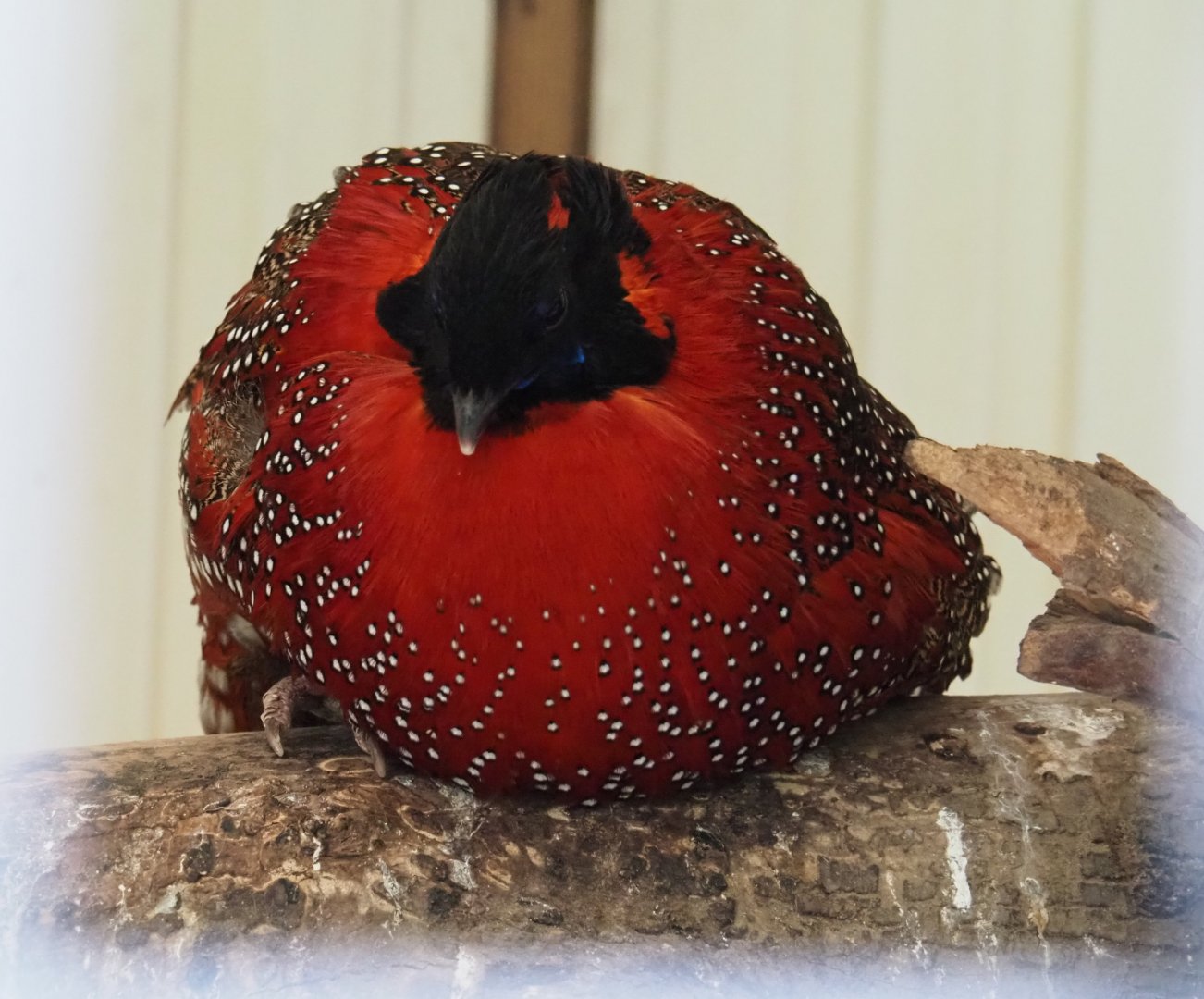 Satyr tragopan (Tragopan satyra), 2019-05-25