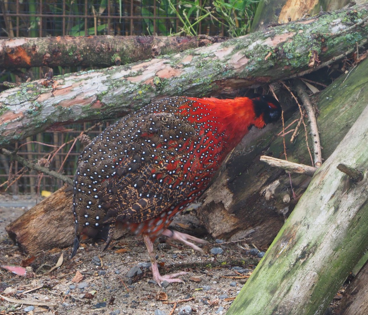Satyr tragopan (Tragopan satyra), 2019-10-05