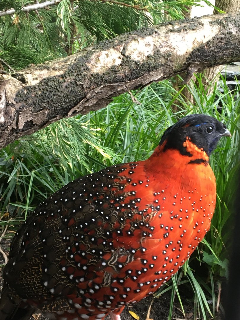 Satyr tragopan  - (Tragopan satyra)  Artis 2020