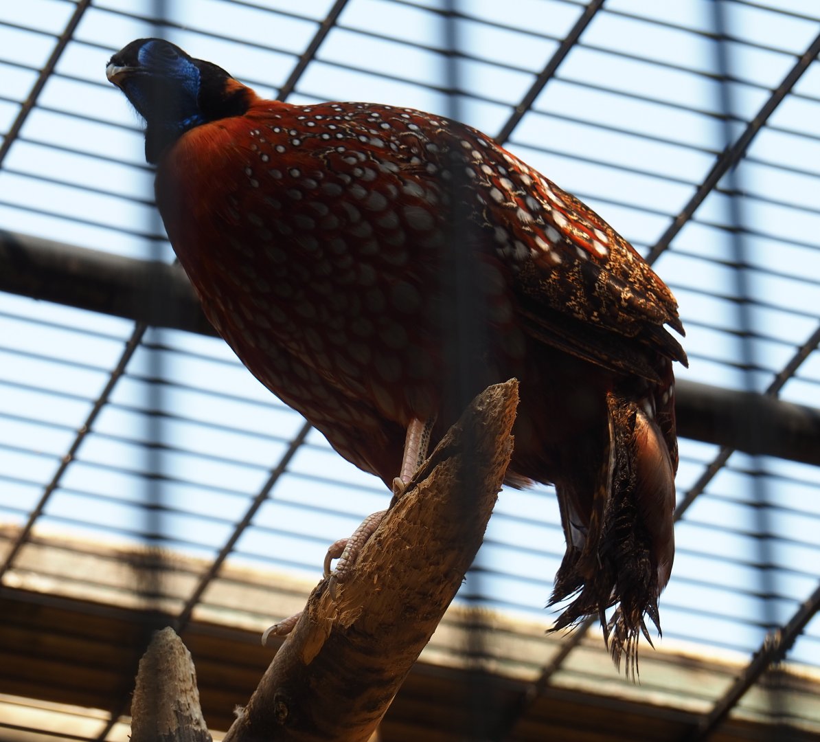 Satyr tragopan (Tragopan satyra), Aug 28th, 2018