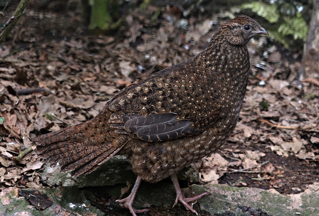 Satyr tragopan (Tragopan satyra), female