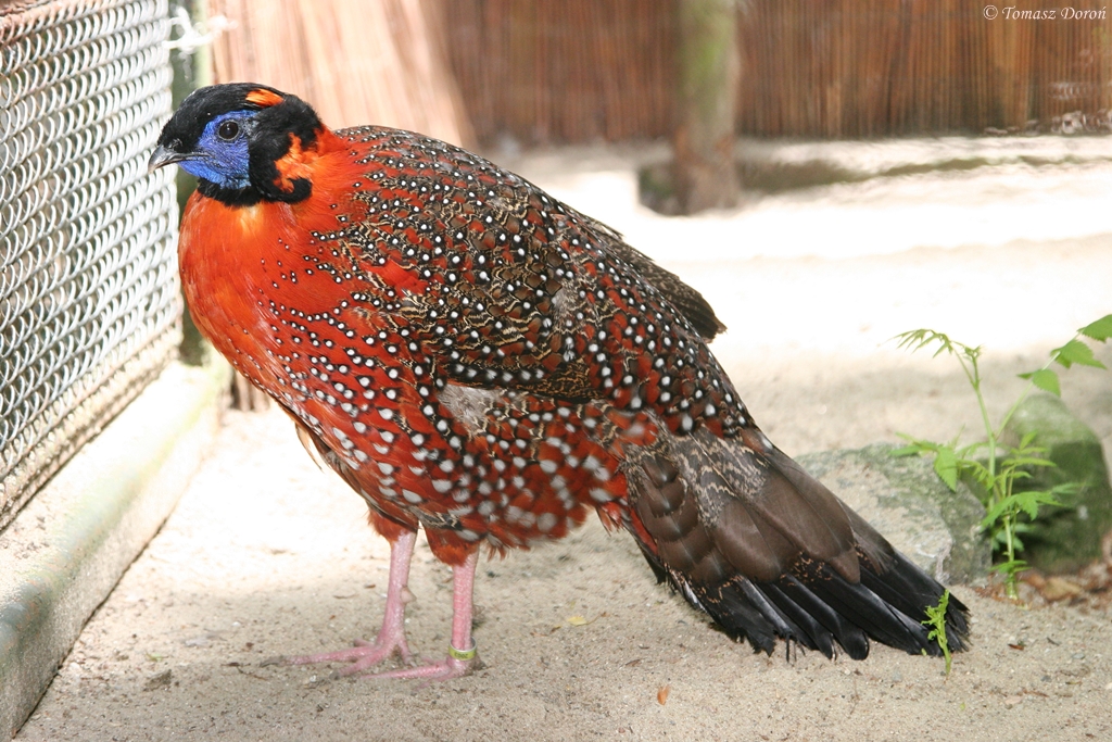 Satyr Tragopan (Tragopan satyra) male