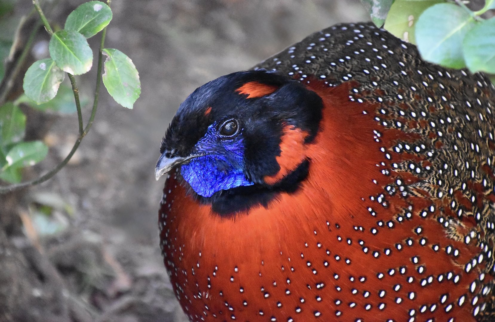 Satyr Tragopan (Tragopan satyra) male