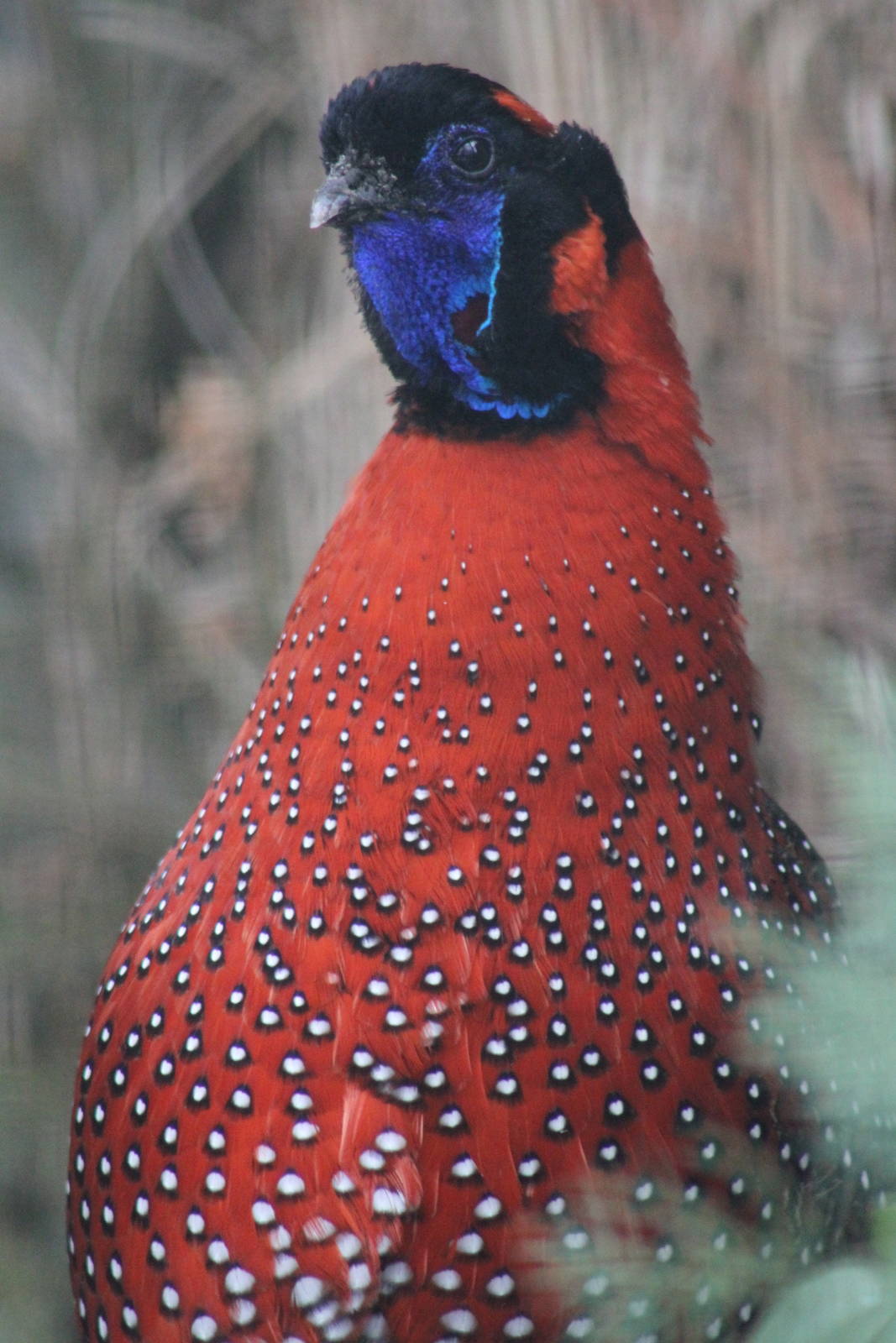 Satyr Tragopan (Tragopan satyra)