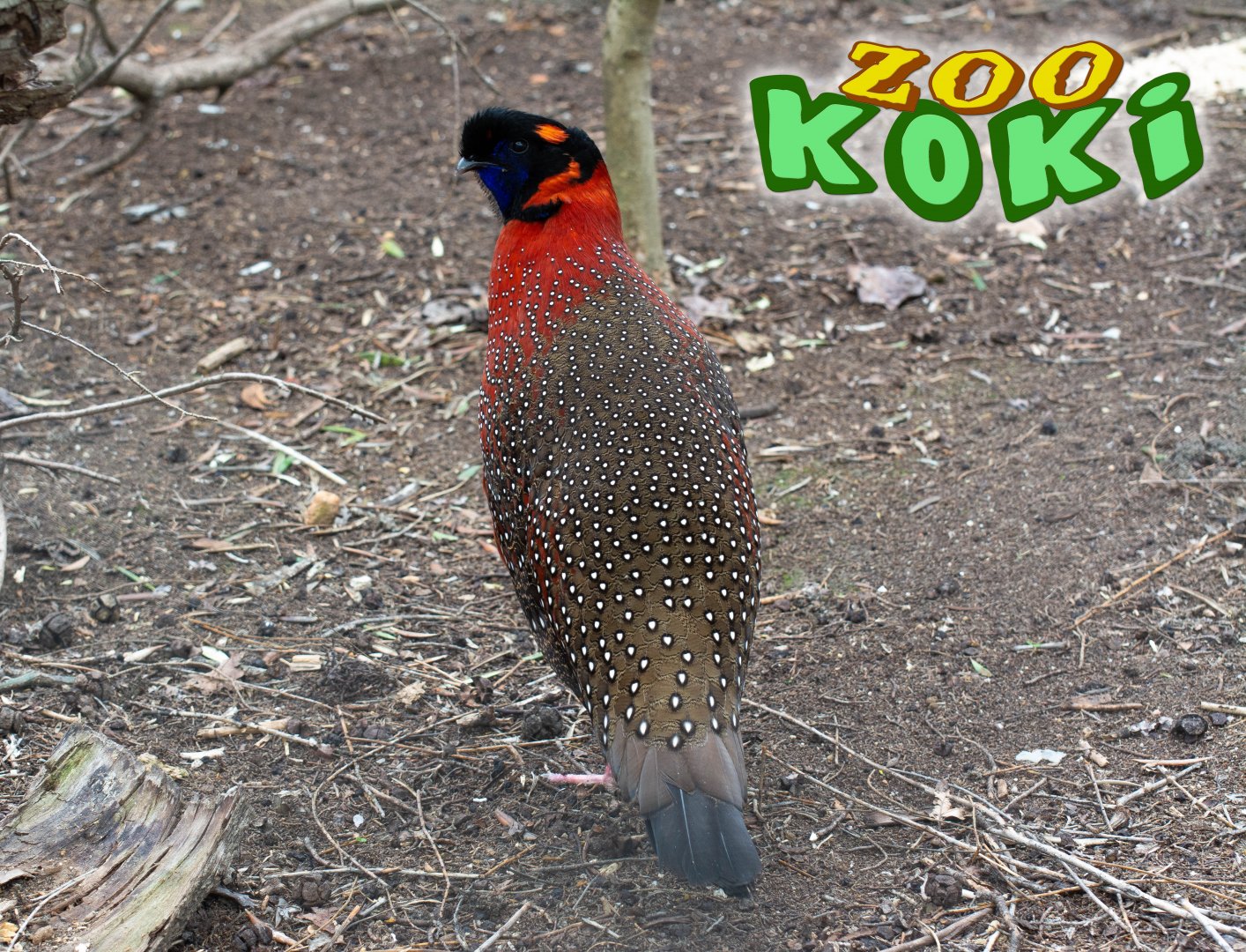 Satyr tragopan (Tragopan satyra)