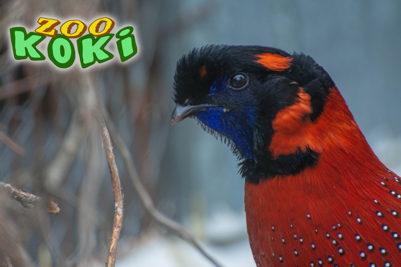 Satyr tragopan (Tragopan satyra)