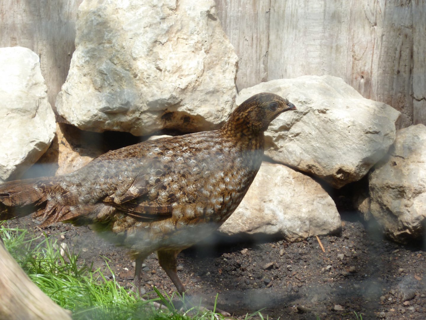 Satyr tragopan - Tragopan satyra