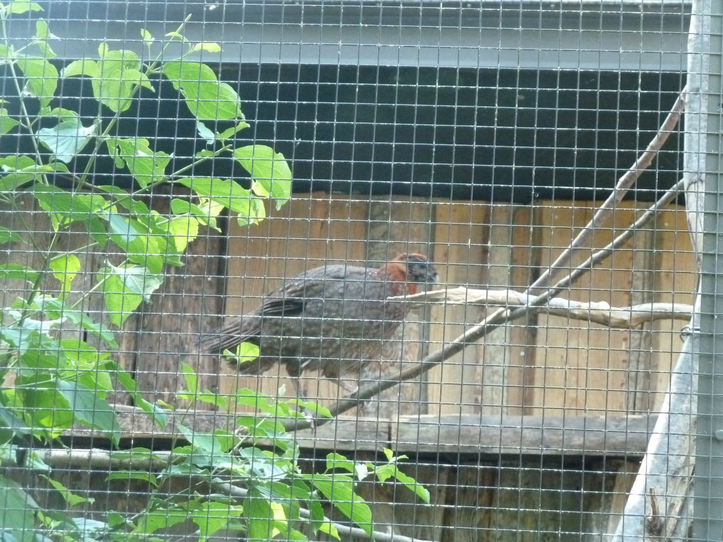 Satyr tragopan - Tragopan satyra